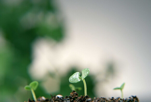 柯尼卡美能達(dá)的春天在哪？